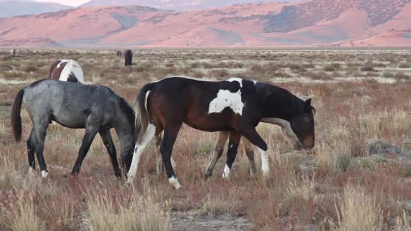 Panning view of wild horse walking through the desert in Utah