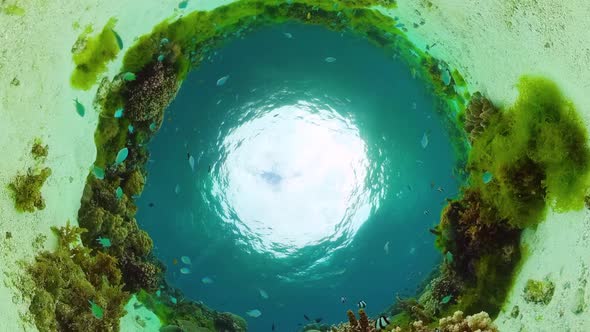 Coral Reef and Tropical Fish Underwater