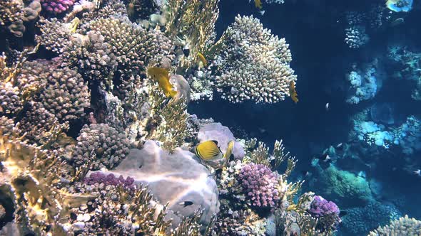 Coral Reef in the Red Sea Underwater Colorful Tropical