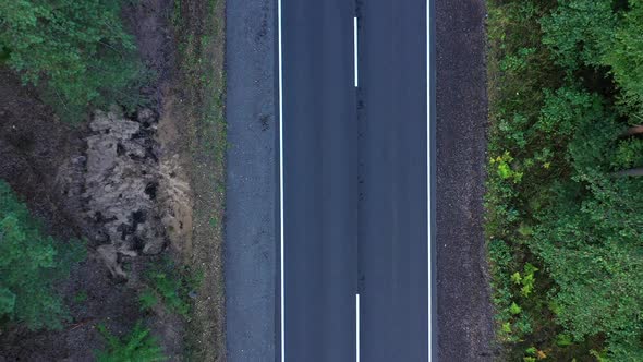 Asphalt Road Through Pine Forest