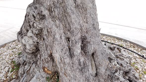 Close Up Over an Olive Tree Trunk