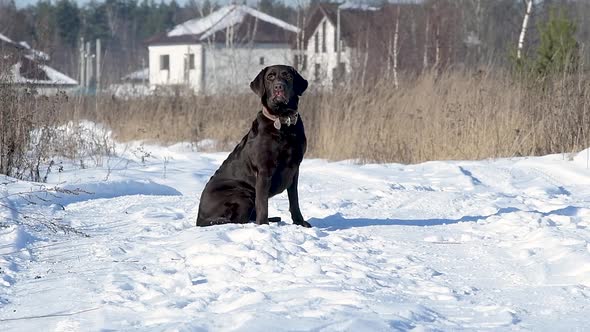 A brown labrador sits quietly on a winter country road, then begins to run to the camera. alt
