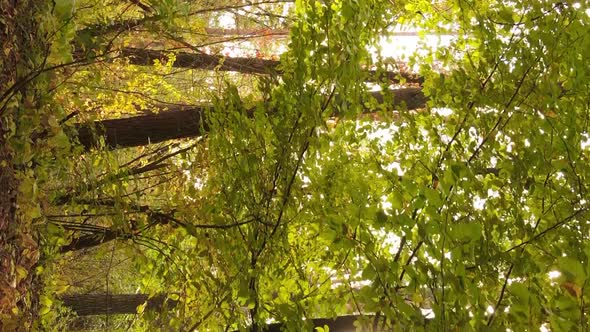 Vertical Video of the Forest on an Autumn Day Slow Motion