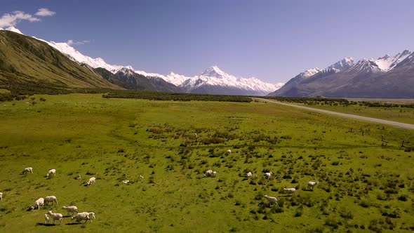 Sheep in New Zealand