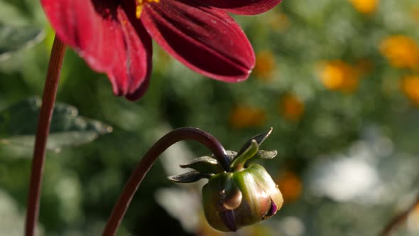 Dahlia peony   deep red flower in the garden 4K 2160p UltraHD tilt footage - Dahlia Bishop of Auckla
