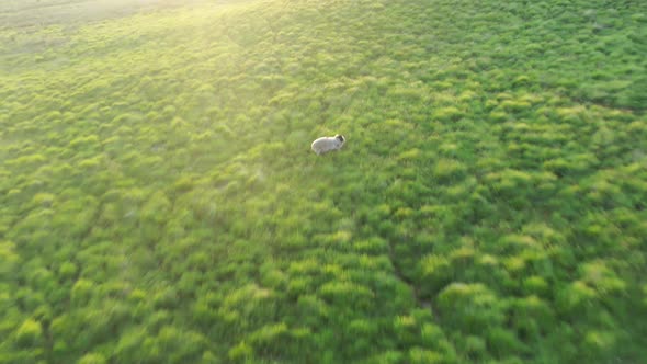 An aerial view of grassy fields at sunset