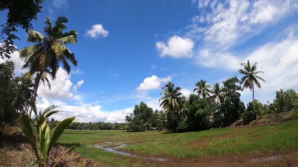 Time lapse Paddy Field, Kerala