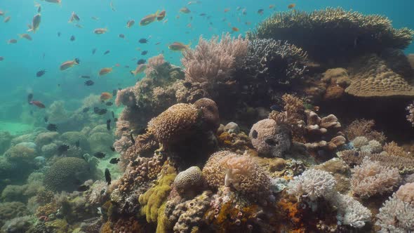 Coral Reef Tropical Fish