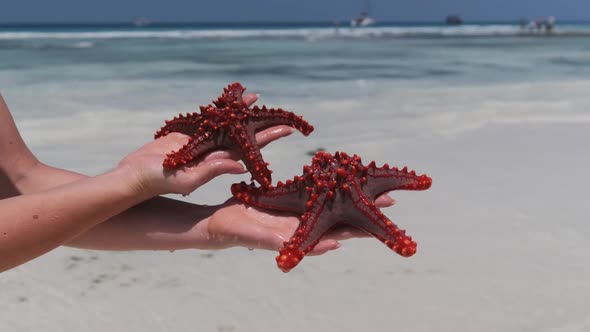 Woman Hands Holds Two Red Starfish Over Transparent Ocean Water on White Beach