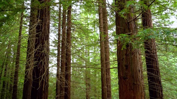 Giant Sequoias in Redwood Forest