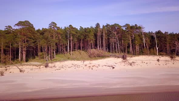 Aerial view of Baltic sea coast on a sunny day, steep seashore dunes damaged by waves, broken pine t