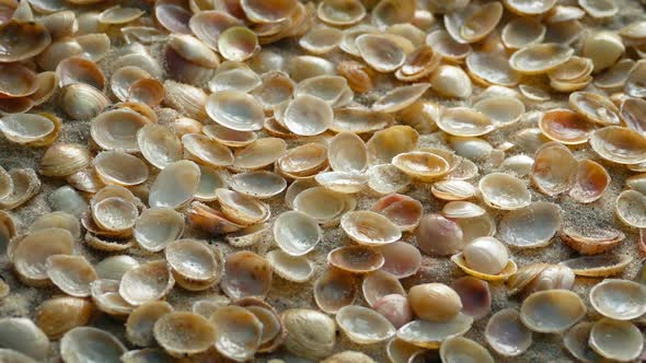 Small Seashells Covering The Sand