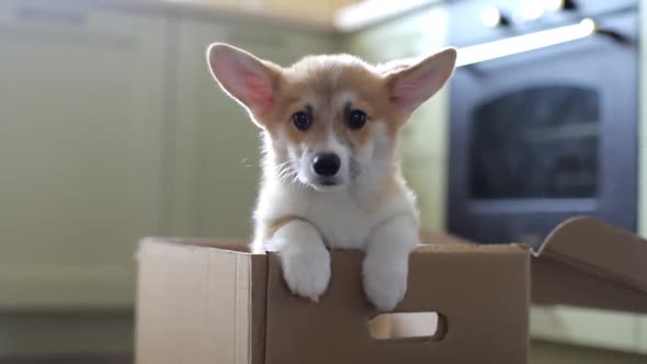 Corgi Puppy Rests In A Cardboard Box Puppy As A Present