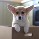 Corgi Puppy Rests In A Cardboard Box Puppy As A Present - VideoHive Item for Sale