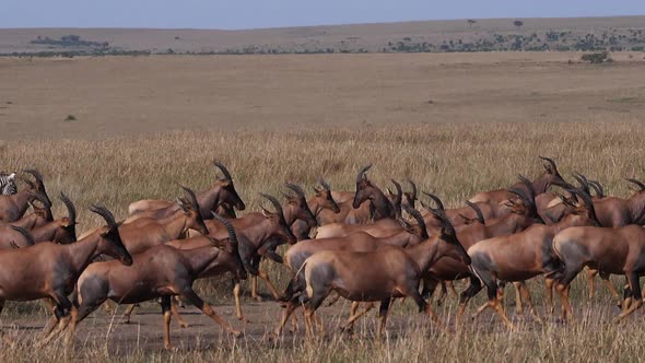 Topi, damaliscus korrigum, Grant's Zebra, Group running through Savannah, Masai Mara Park in Kenya