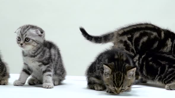 Kittens Sit and Sniff the Floor. White Background. Slow Motion