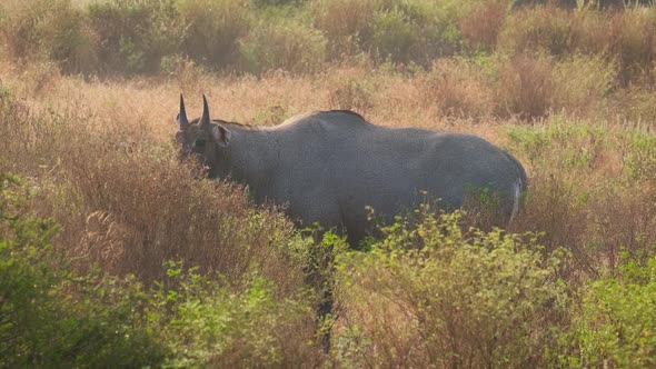 Adult Blue Bull or Nilgai Is an Asian Antelope Walking in the Forest. Two Baby Blue Bulls Graze