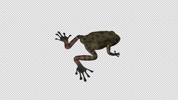 Jumping Frog - Common Toad - Back Angle alt