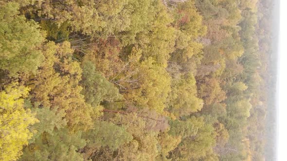 Vertical Video of an Autumn Forest During the Day in Ukraine