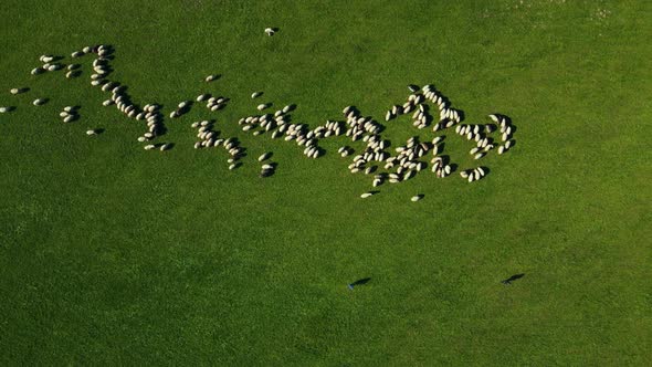 Many sheep on green mountain hill grazing, top view