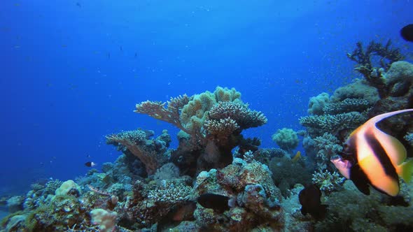 Coral Garden Underwater Seascape