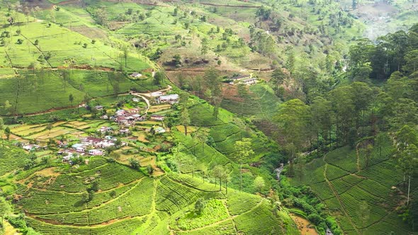 Green Tea Plantations in a Mountainous Province in Sri Lanka
