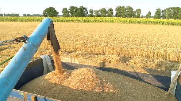 Pouring Corn Grain Into Tractor Trailer After Harvest.