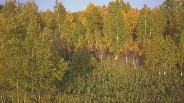 Flying Along a Beautiful Birch Grove in Autumn. Yellow Birch in the Ravine. Aerial View