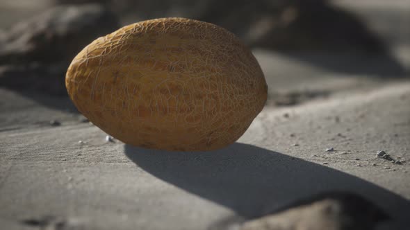 Desert Melon on the Sand Beach alt