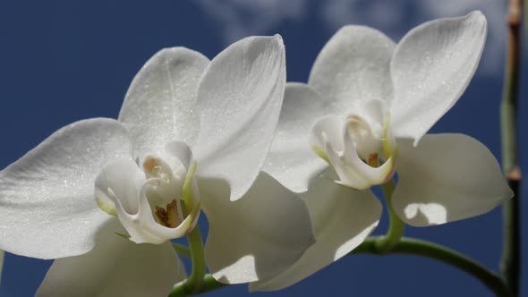 Beautiful Moth orchid plant outdoor 4K 2160p 30fps UltraHD footage - Close-up of white Phalaenopsis 