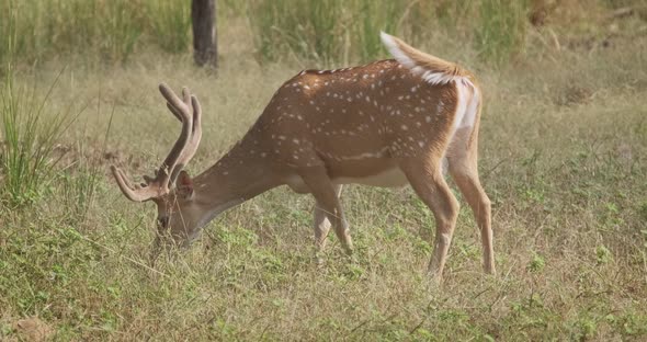 Bautiful Male Chital or Spotted Deer Grazing in Ranthambore National Park, Rajasthan, India