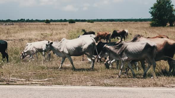 Herd of African Humpback Cows Walking at the Side of the Asphalt Road Zanzibar