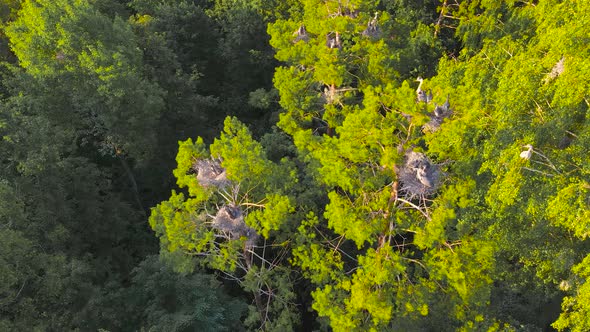 Top View of Nests of Gray Herons with Chicks at Sunset
