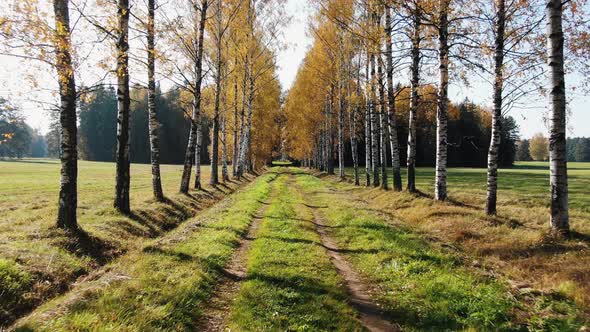 Smooth Forward Movement Along a Rural Road Along a Birch Alley in Autumn