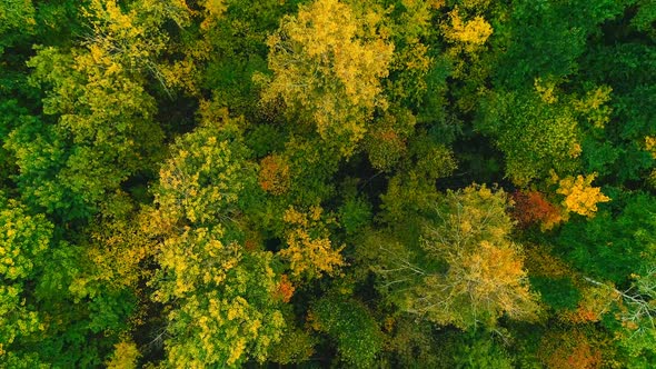 Aerial Video of Autumn Forest on a Cloudy Day