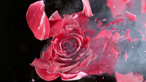 Super Slow Motion Shot of Frozen Colorful Rose Explosion at 1000Fps