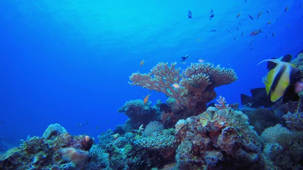 Marine Tropical Underwater Fish Garden