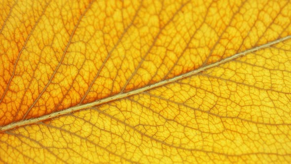 Closeup of an Autumn Yellow Leaf of a Tree with Veins in Slow Motion