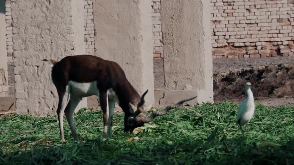 Spiral Horned Eland Eating Green Vegetation And Using Horns To Move Leaves. Slow Motion