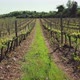 Vineyard - VideoHive Item for Sale