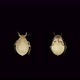 Aphid Under a Microscope Order Hemiptera an Insect Living on Leaves of Trees and Shrubs Feeds on - VideoHive Item for Sale