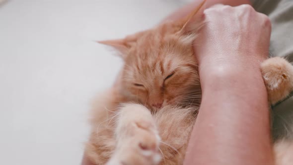 Man Cuddles Cute Ginger Cat