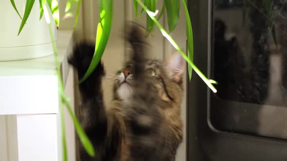 Little Gray Cat Sitting Near of Green Potted Houseplant Chlorophytum at Home and Playing