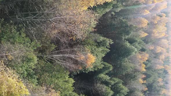 Vertical Video of a Forest with Many Trees in Autumn