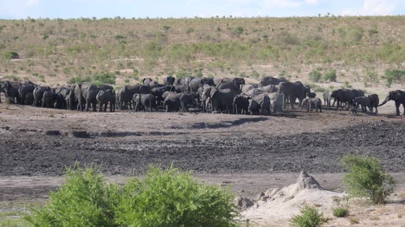 A new herd of African Bush elephants arriving at an already busy waterhole