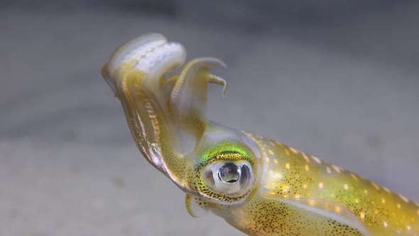 A colourful Squid displaying its large eyes and tentacles