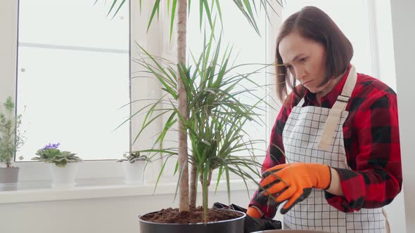 Plant Transplantation a Girl Transplants a Dracaena Into a New Pot