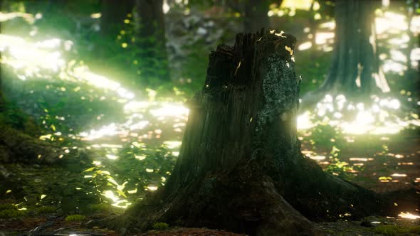 Sunlight Rays Pour Through Leaves in a Rainforest