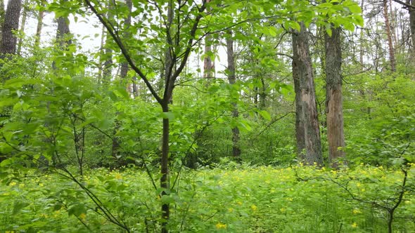 Wild Forest Landscape on a Summer Day