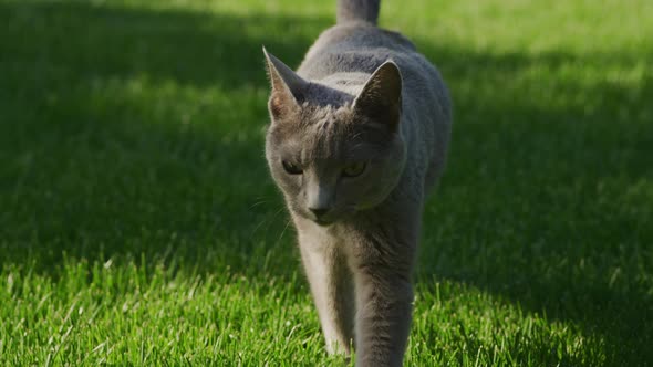 Grey Domestic Cat Walnking on Camera and Jumping in the Green Grass Lawn in Backyard